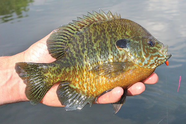 New Panfish Limits on MN, Wright County Lakes